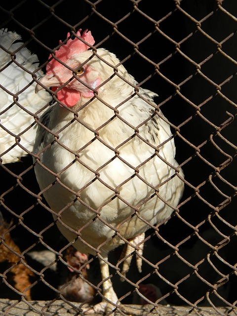 新找回了胜 新找回了胜