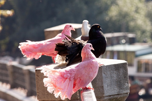 比赛进入尾 比赛进入尾