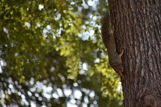 延伸出对裁 延伸出对裁